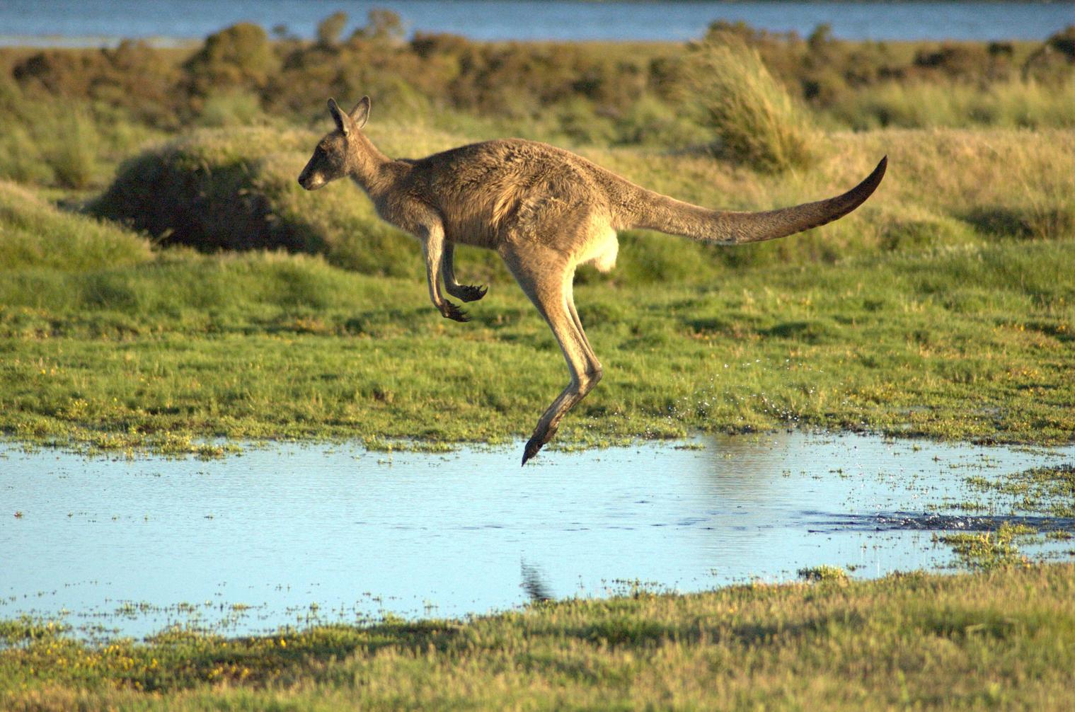Flying-kangaroo • Penser Desenvolvimento Estratégico